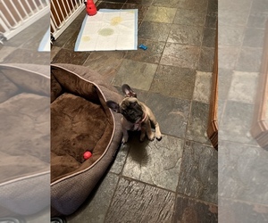 French Bulldog Puppy for sale in PLACERVILLE, CA, USA