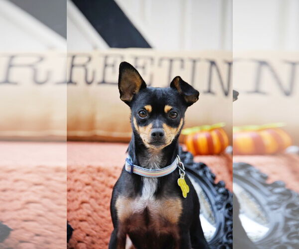 Medium Photo #2 Chipin Puppy For Sale in Sandy, UT, USA