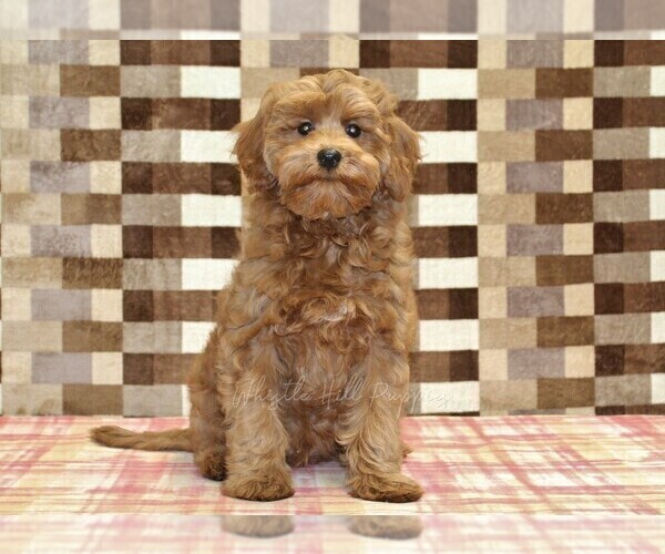 Medium Photo #4 Cavapoo (Miniature) Puppy For Sale in DENVER, PA, USA
