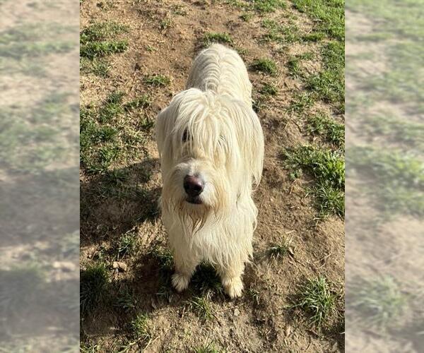 Medium Photo #1 Mutt Puppy For Sale in Riverside, CA, USA