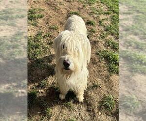 Mutt Dogs for adoption in Riverside, CA, USA