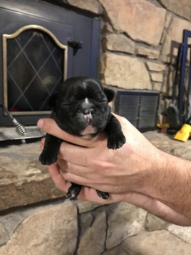 Medium Photo #6 Faux Frenchbo Bulldog Puppy For Sale in ALTOONA, KS, USA