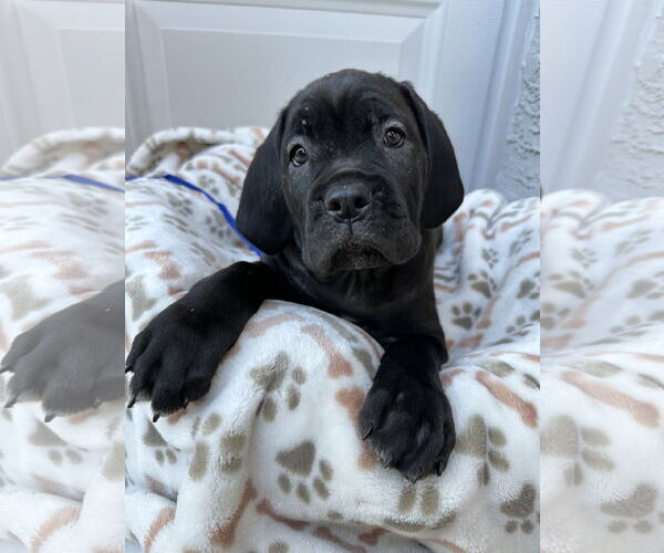Medium Photo #3 Mutt Puppy For Sale in Goodyear, AZ, USA