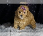 Small #4 Poodle (Toy)