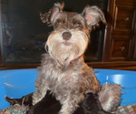 Small Photo #1 Schnauzer (Miniature) Puppy For Sale in KNOX CITY, MO, USA