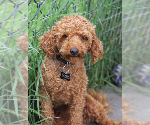 Medium Photo #1 Poodle (Toy) Puppy For Sale in LADYSMITH, WI, USA