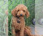 Small Photo #1 Poodle (Toy) Puppy For Sale in LADYSMITH, WI, USA