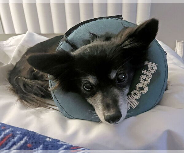 Medium Photo #5 Chihuahua-Unknown Mix Puppy For Sale in Corona, CA, USA