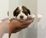 Small #7 Bernedoodle (Miniature)