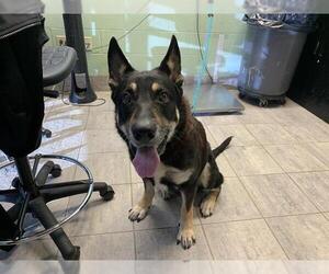 German Shepherd Dog-Unknown Mix Dogs for adoption in Grand Prairie, TX, USA