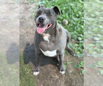 Small #10 Staffordshire Bull Terrier Mix