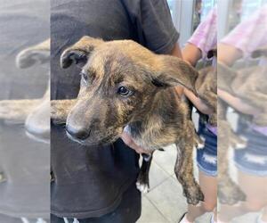 Mutt Dogs for adoption in San Antonio, TX, USA