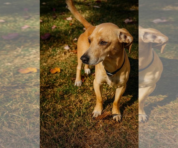 Medium Photo #1 Chiweenie Puppy For Sale in Rustburg, VA, USA