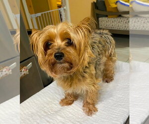 Mutt Dogs for adoption in Benton, LA, USA
