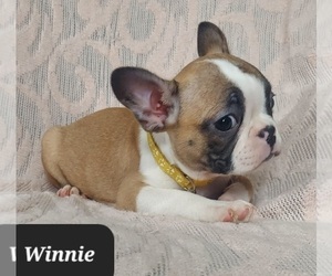 Faux Frenchbo Bulldog Puppy for sale in POMEROY, OH, USA
