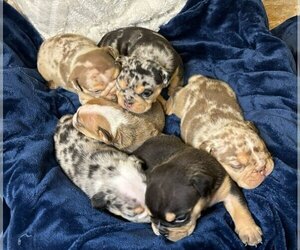 Bulldog Litter for sale in OLLA, LA, USA