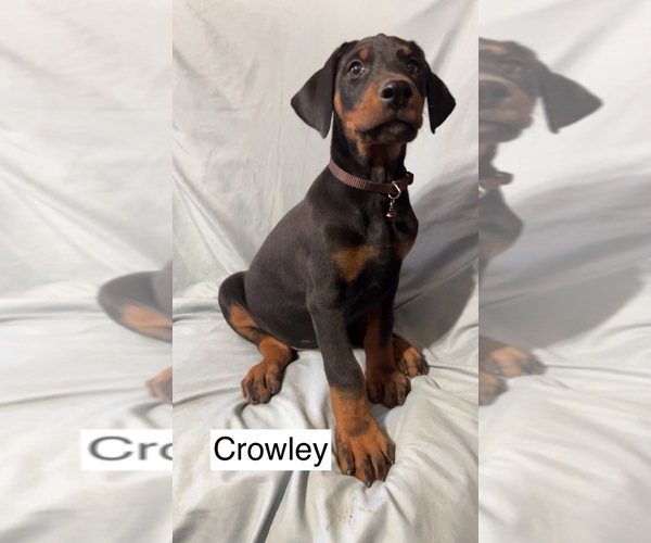Medium Photo #5 Doberman Pinscher Puppy For Sale in POMEROY, OH, USA