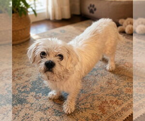 Shih Tzu Dogs for adoption in Claremore, OK, USA