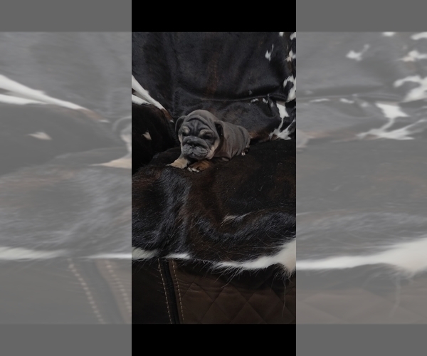 Medium Photo #3 Bulldog Puppy For Sale in ARGYLE, TX, USA