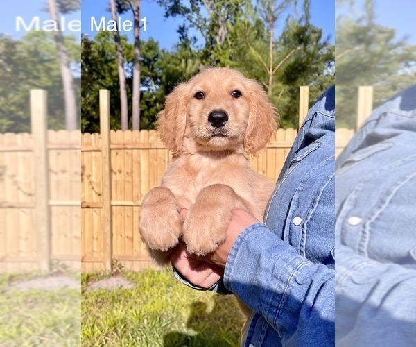 Medium Photo #16 Goldendoodle Puppy For Sale in OCALA, FL, USA