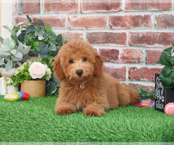 Medium Photo #6 Goldendoodle Puppy For Sale in SYRACUSE, IN, USA