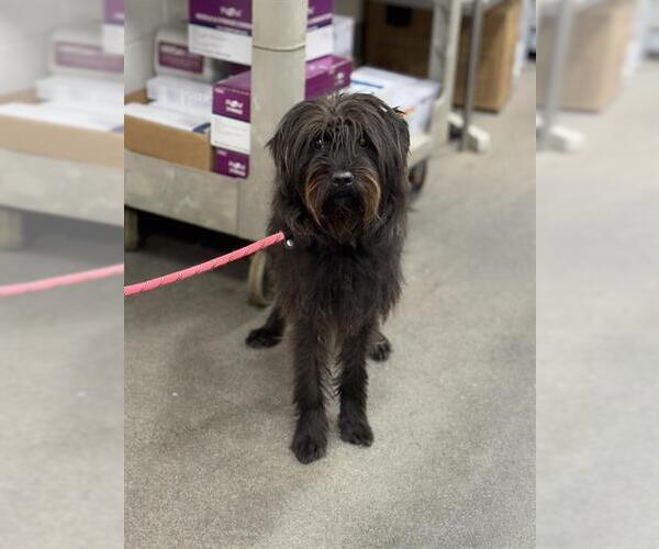 Medium Photo #1 Labradoodle Puppy For Sale in Forestville, MD, USA