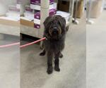 Small Labradoodle