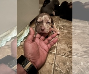 American Bully Puppy for Sale in DICKINSON, Texas USA
