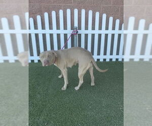 Mutt Dogs for adoption in Modesto, CA, USA