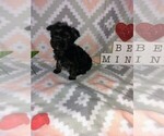 Small Photo #15 Poodle (Toy) Puppy For Sale in LAPEER, MI, USA