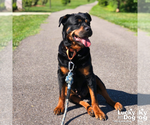 Small #15 Rottweiler Mix