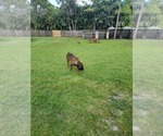 Small Photo #2 Boerboel Puppy For Sale in LOXAHATCHEE, FL, USA