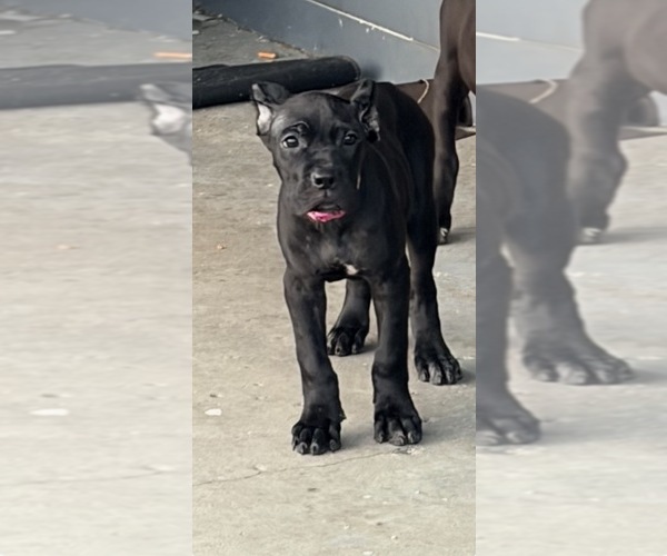 Medium Photo #23 Cane Corso Puppy For Sale in ANDERSON, IN, USA