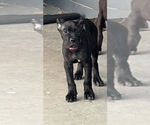Small #22 Cane Corso
