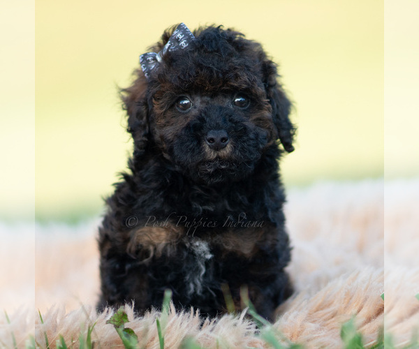 Medium Photo #3 Poodle (Toy) Puppy For Sale in WARSAW, IN, USA
