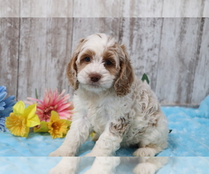 Cocker Spaniel-Poodle (Miniature) Mix Puppy for sale in SHILOH, OH, USA