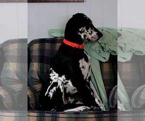 Great Dane Puppy for sale in NEWAYGO, MI, USA