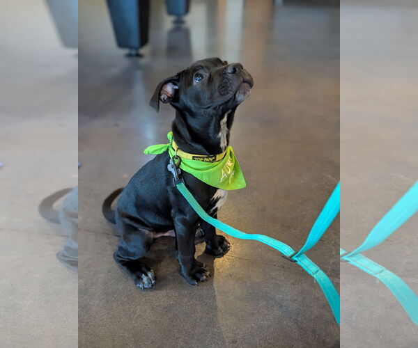 Medium Photo #8 Mutt Puppy For Sale in Holly Springs, NC, USA