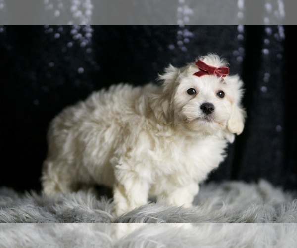 Medium Photo #73 Maltipoo (Miniature) Puppy For Sale in WARSAW, IN, USA