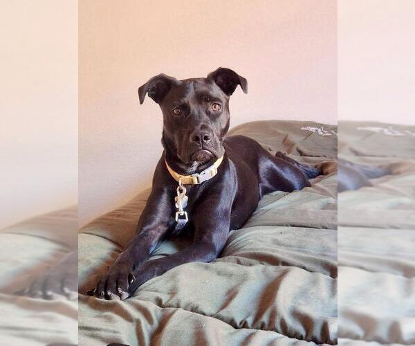 Medium Photo #3 American Pit Bull Terrier-Labrador Retriever Mix Puppy For Sale in Rockwall, TX, USA