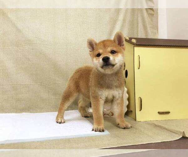 Medium Photo #2 Shiba Inu Puppy For Sale in SANTA MONICA, CA, USA