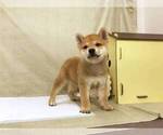 Small Photo #2 Shiba Inu Puppy For Sale in SANTA MONICA, CA, USA