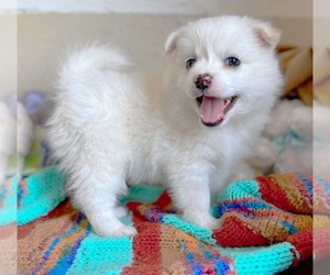 American Eskimo Dog Puppy for sale in COLORADO SPRINGS, CO, USA