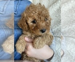 Small Photo #2 Cavapoo Puppy For Sale in RUDD, IA, USA