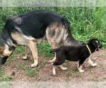 Small Photo #3 German Shepherd Dog Puppy For Sale in SAINT CLOUD, FL, USA
