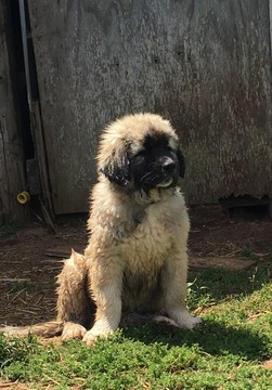 Medium Photo #1 Anatolian Shepherd Puppy For Sale in OREGON CITY, OR, USA