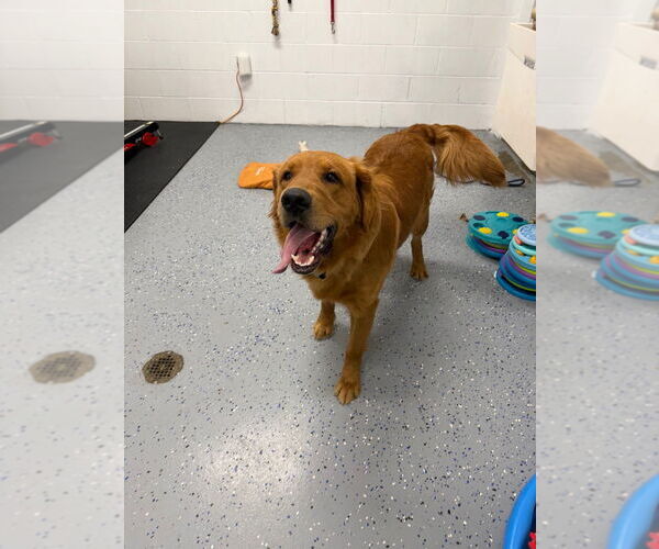 Medium Photo #4 Golden Retriever Puppy For Sale in Pierceton , IN, USA