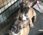 Small Photo #3 French Bulldog Puppy For Sale in JACKSON, NJ, USA