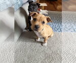 Small #6 Mutt