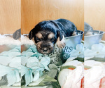 Small Photo #3 Schnoodle (Miniature) Puppy For Sale in AURORA, CO, USA